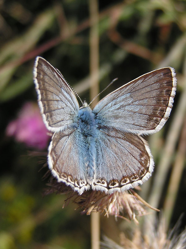 Polyommatus coridon